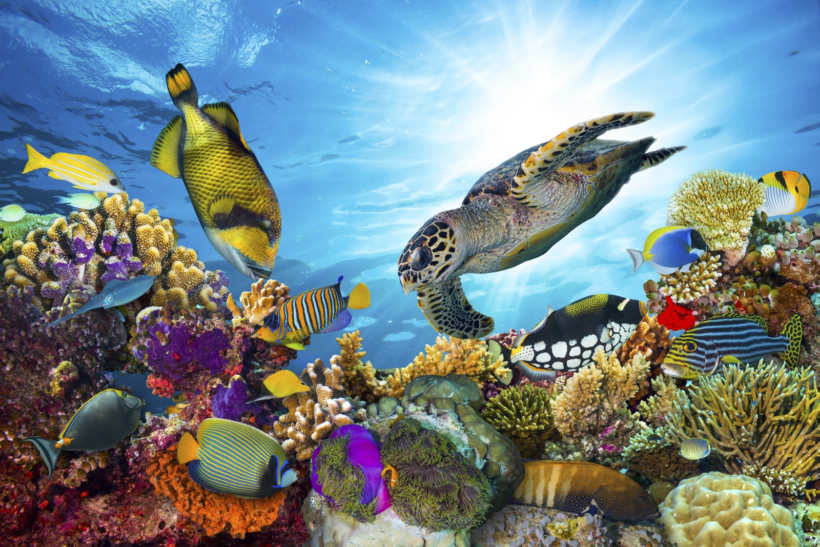 kleurrijk coral reef vissen schildpad Het Great Barrier Reef biedt de meest prachtig gekleurde koralen, vissen en zeeschilpadden