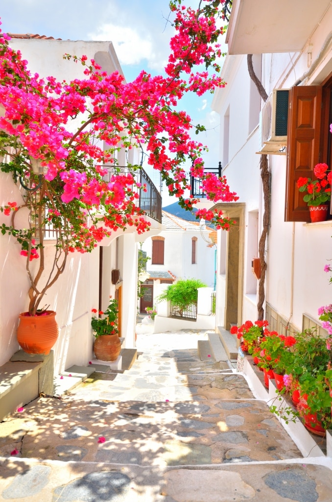 straat bloemen skopelos griekenland Straat met roze bloemen in Skopelos, Griekenland