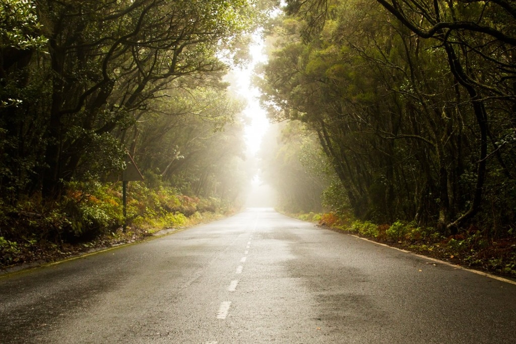 Laurierbossen op La Gomera, Canarische Eilanden