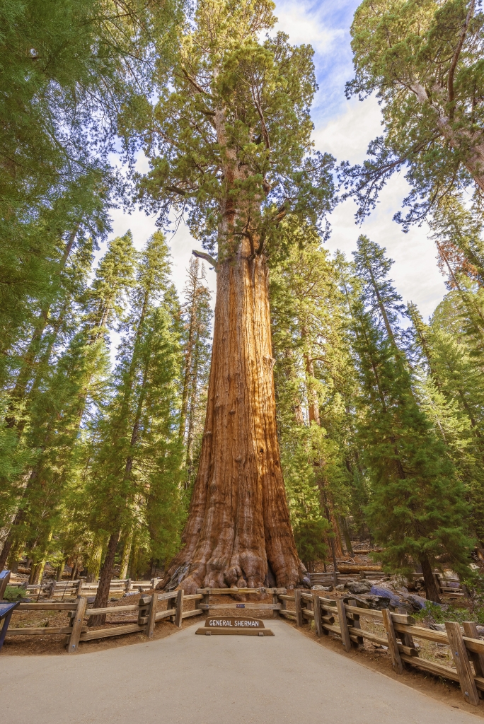 sherman tree mammoetboom verenigde staten General Sherman Tree in Sequoia National Park, Verenigde Staten