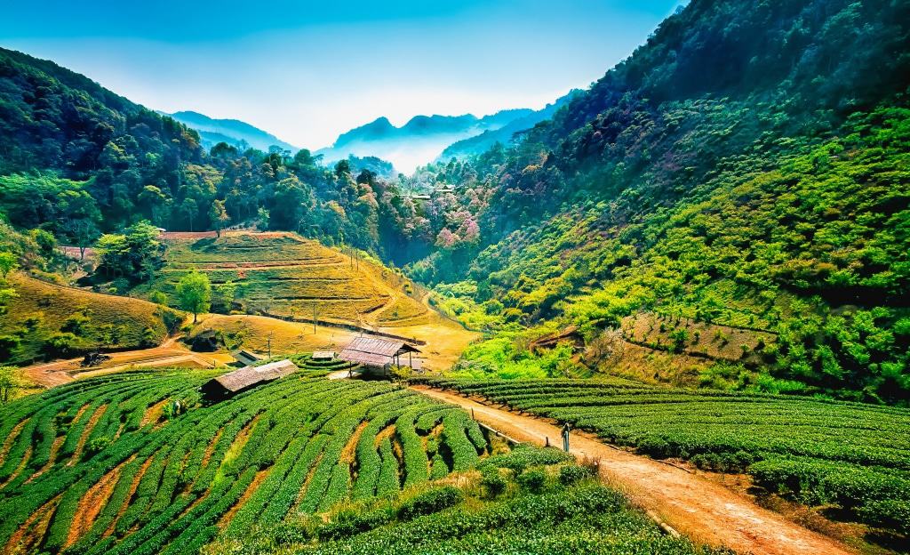 Uitzicht over een vallei met theeplantages in Chiang Mai, Thailand