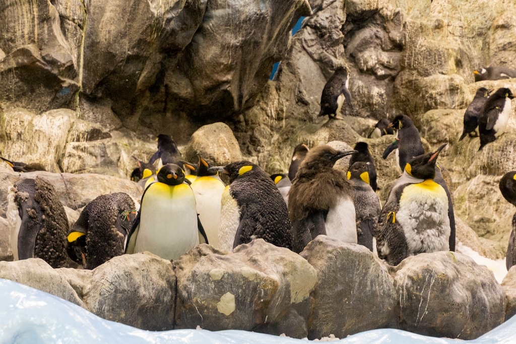 pinquins loro parque tenerife Pinguïns in Loro Parque, Tenerife