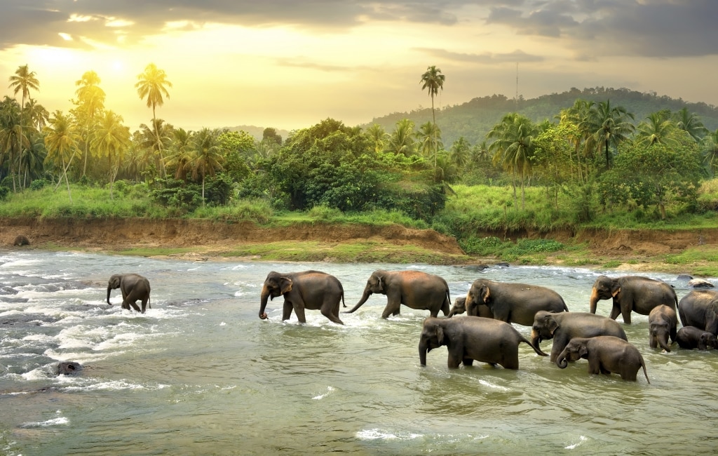 olifanten sri lanka Olifanten in een rivier op Sri Lanka