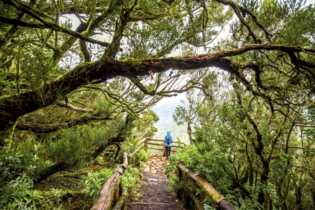Garajonay park op La Gomera, Canarische Eilanden