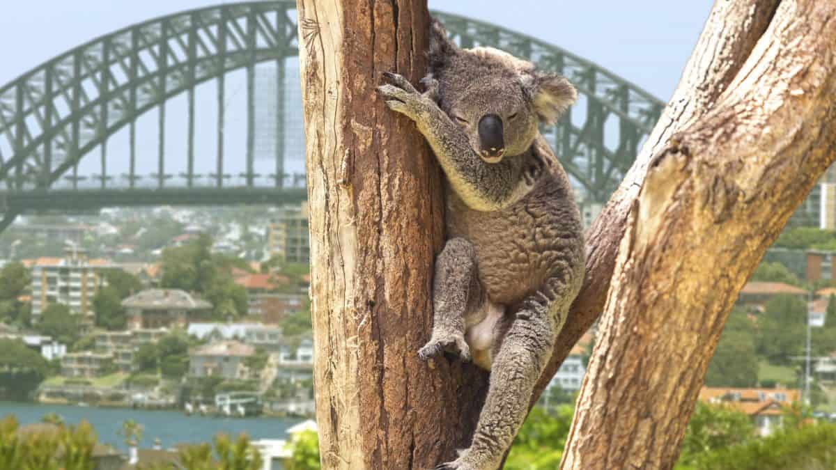 Koala in Sydney, Australië
