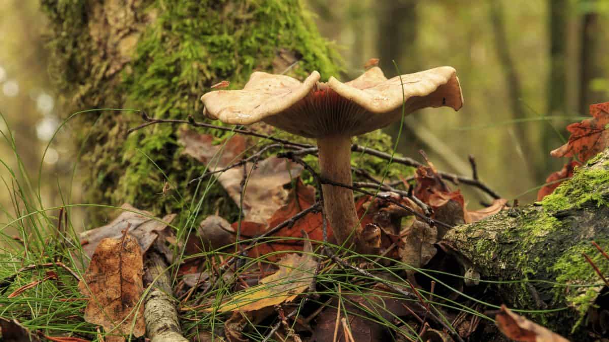 paddenstoel boom herfst