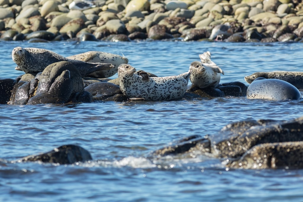zeehonden zee Zeehonden in de zee