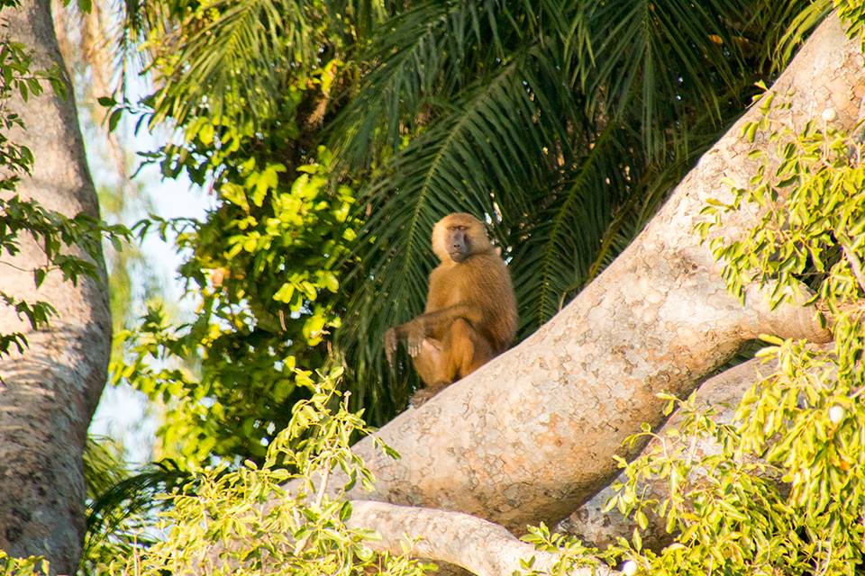 aap in een boom in gambia Aap in een boom in Gambia