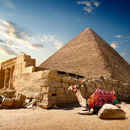 Kameel ligt voor een piramide in Egypte