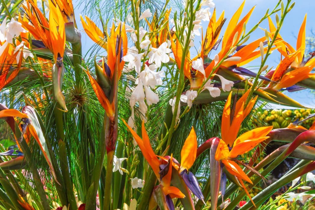 Bloemen op Madeira Portugal Bird of Paradise bloem op Madeira, Portugal