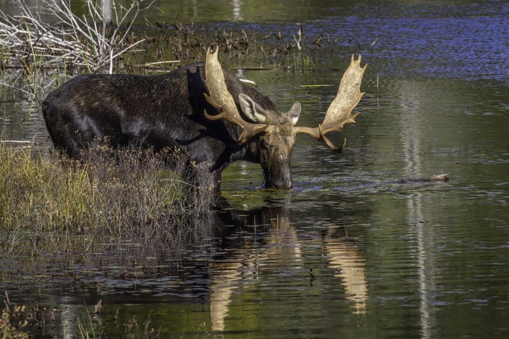 Eland canada Eland is aan het drinken in het Algonquin Park in Ontario, Canada