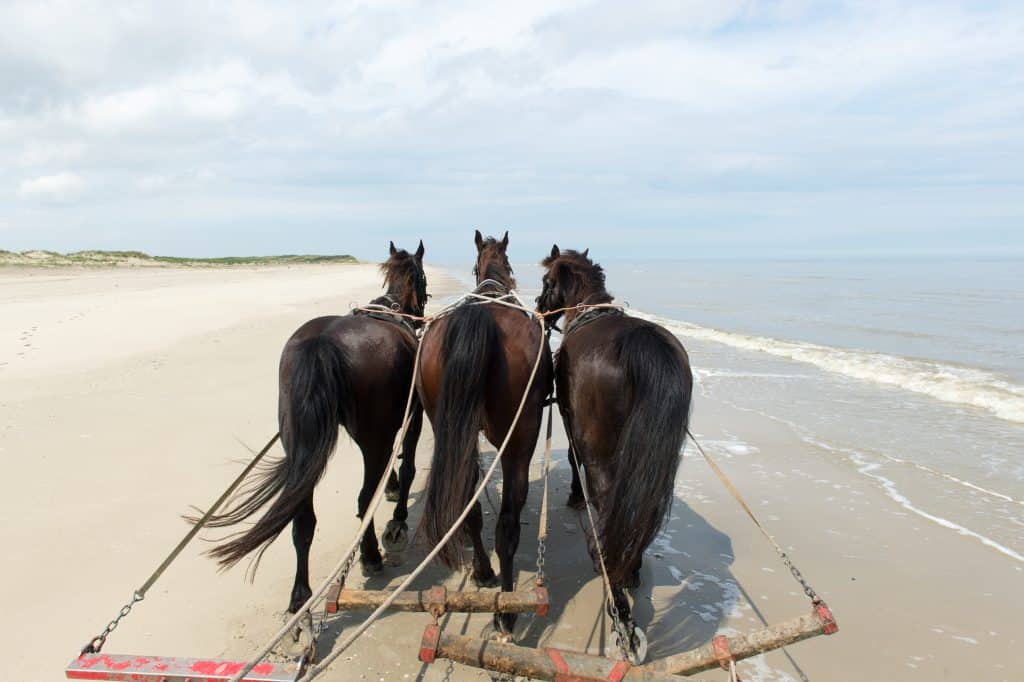 Paarden op het strand van Terschelling