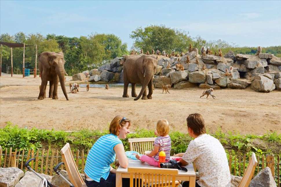 savanne vakantiepark beekse bergen hilvarenbeek noord brabant Olifanten bij attractiepark Beekse Bergen