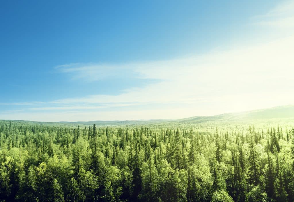 uitzicht bos Uitzicht over een groot bos