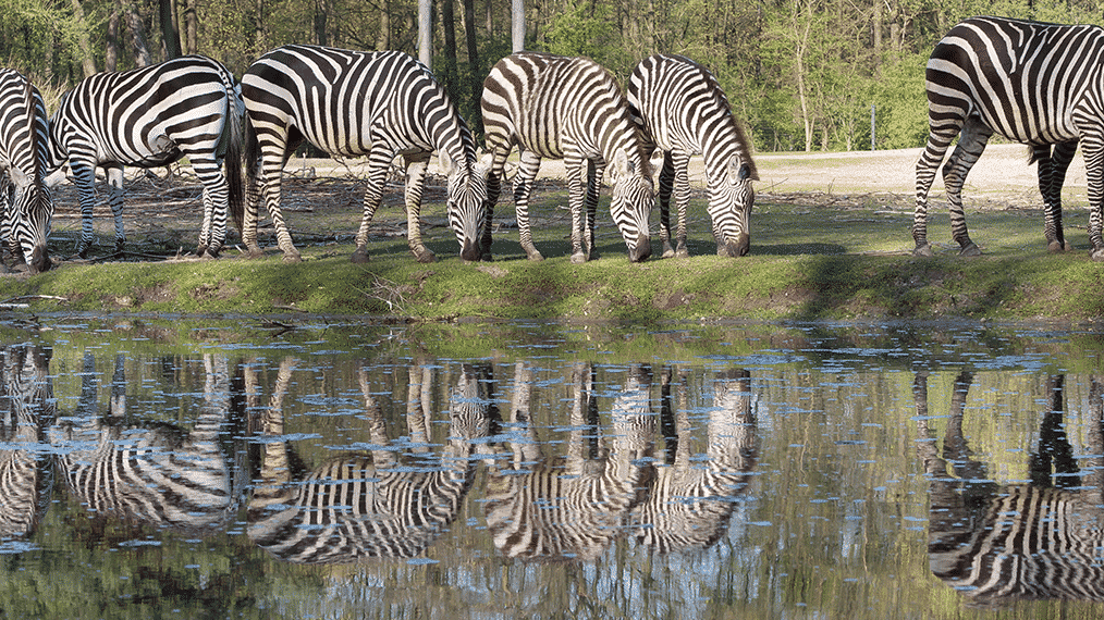 zebras burgers zoo Zebra's in Burger's Zoo