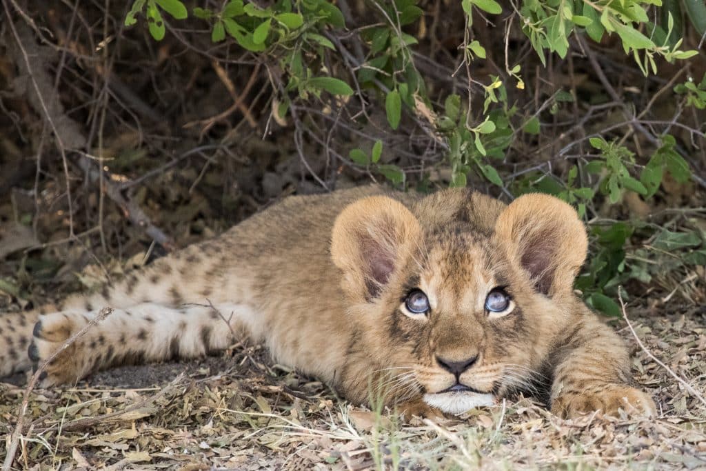 baby leeuw Kleine leeuw in Botswana, Afrika