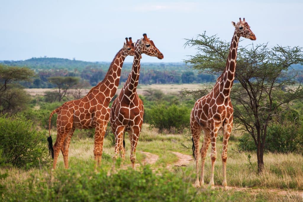 giraffes Giraffe op de savanne in Afrika