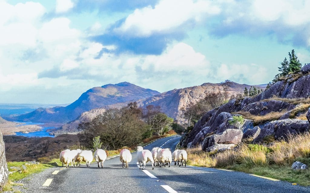Schapen op de ring of kerry in ierland