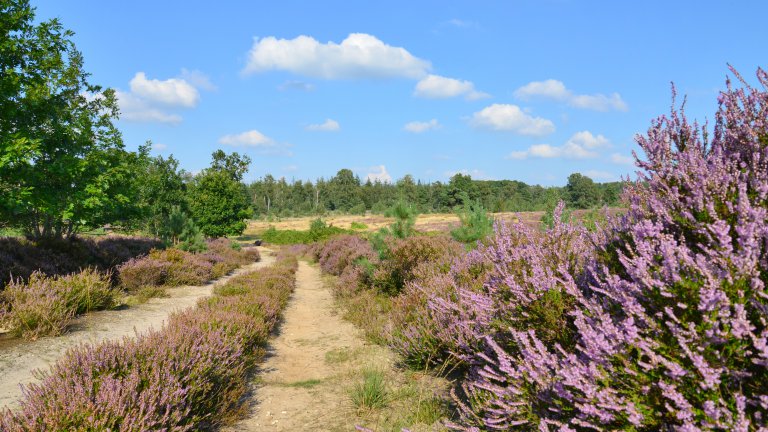 heide landgoed de uitkijk in hellendoorn overijssel Natuur bij Landgoed de Uitkijk in Hellendoorn, Overijssel