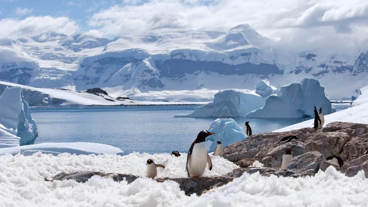 Pinguïns op Antarctica
