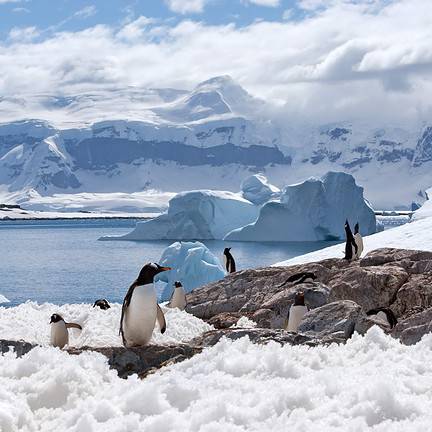 Pinguïns op Antarctica