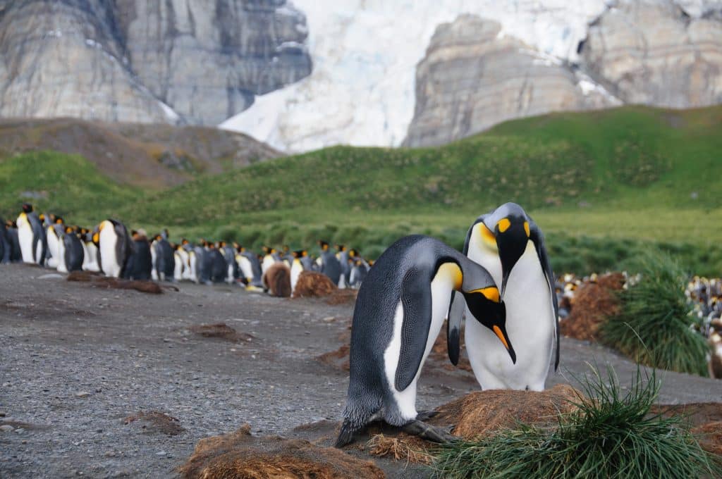 koning pinguins op south georgia Koning Pinguïns op South Georgia