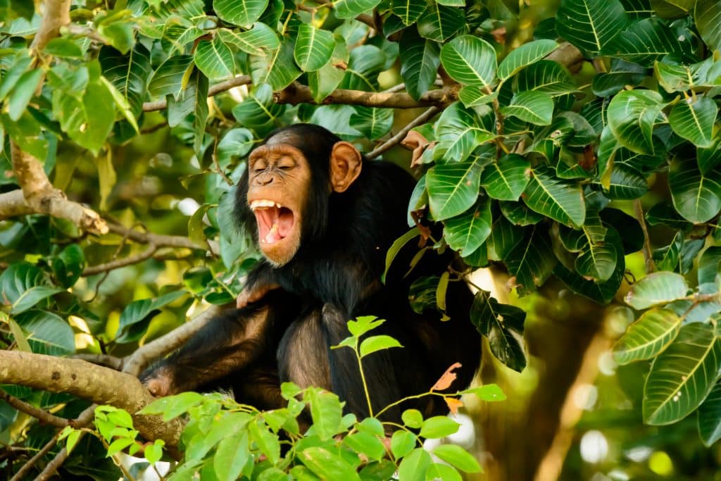 chimpansee ganmbia Chimpansee in Gambia