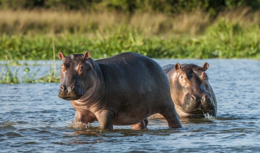 nijlpaarden gambia nijlpaarden in het water