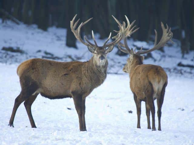 rendieren winterberg duitsland Rendieren in Winterberg, Duitsland