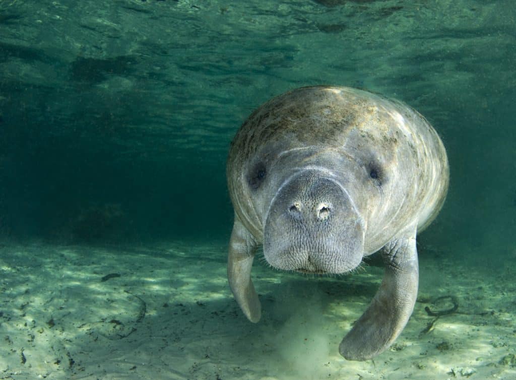 iStock 138186819 Zeekoe in Crystal River, Florida