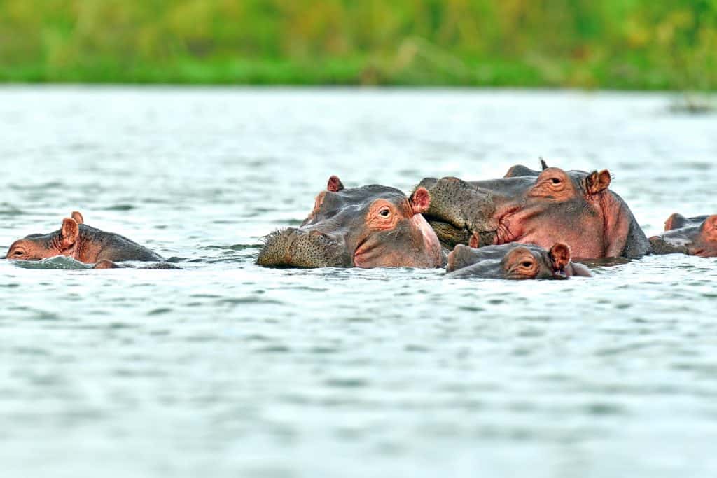 Nijlpaarden Kenia Nijlpaarden in Kenia