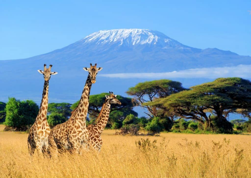 giraffes kenia Giraffes met uitzicht over de Kilimanjaro in Kenia