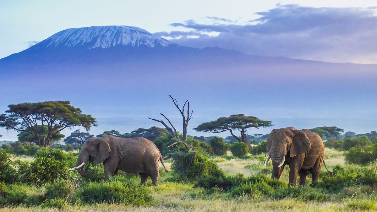 Olifanten bij de Kilimanjaro in Kenia