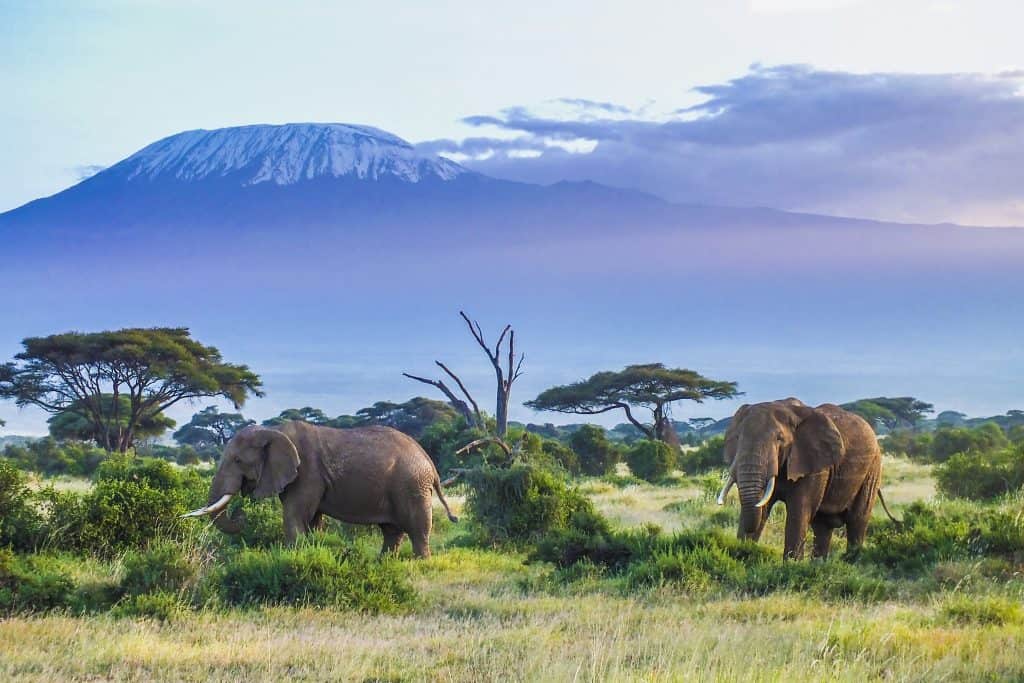 olifanten kenia Olifanten bij de Kilimanjaro in Kenia