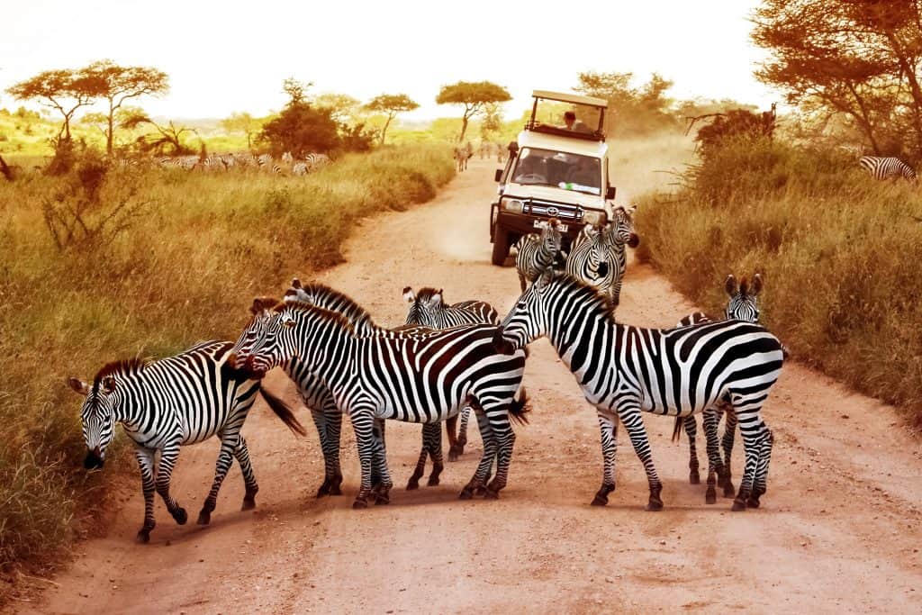 Zebra's op de weg in Kenia