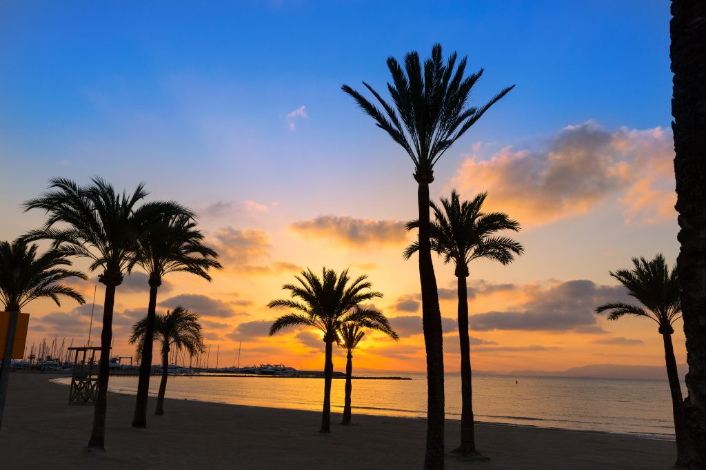 zonsondergang met palmbomen el arenal mallorca Zonsondergang met palmbomen in El Arenal, Mallorca