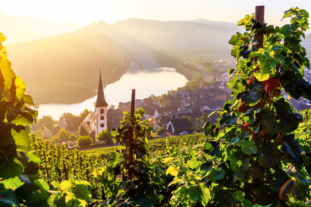 Uitzicht op de Moezel en wijngaard in Rijnland-Palts, Duitsland