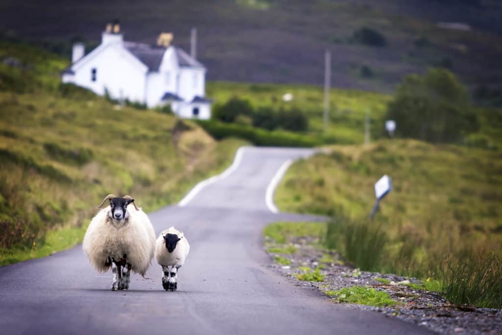 schapen wandelen weg schotland Schapen wandelen op een weg in Schotland