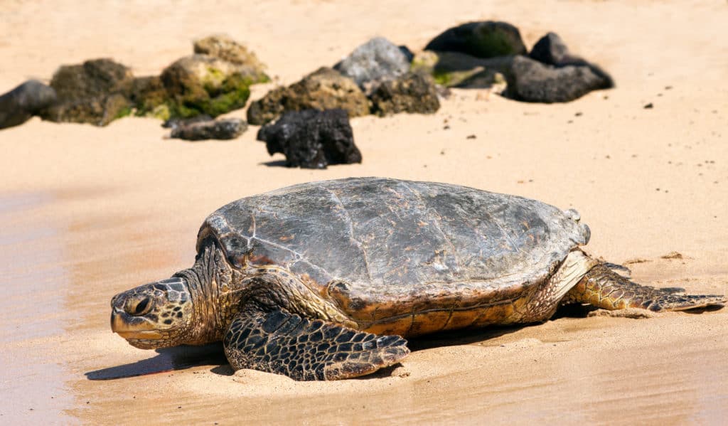 Caretta Caretta schildpad kefalonia griekenland Caretta Caretta schildpad