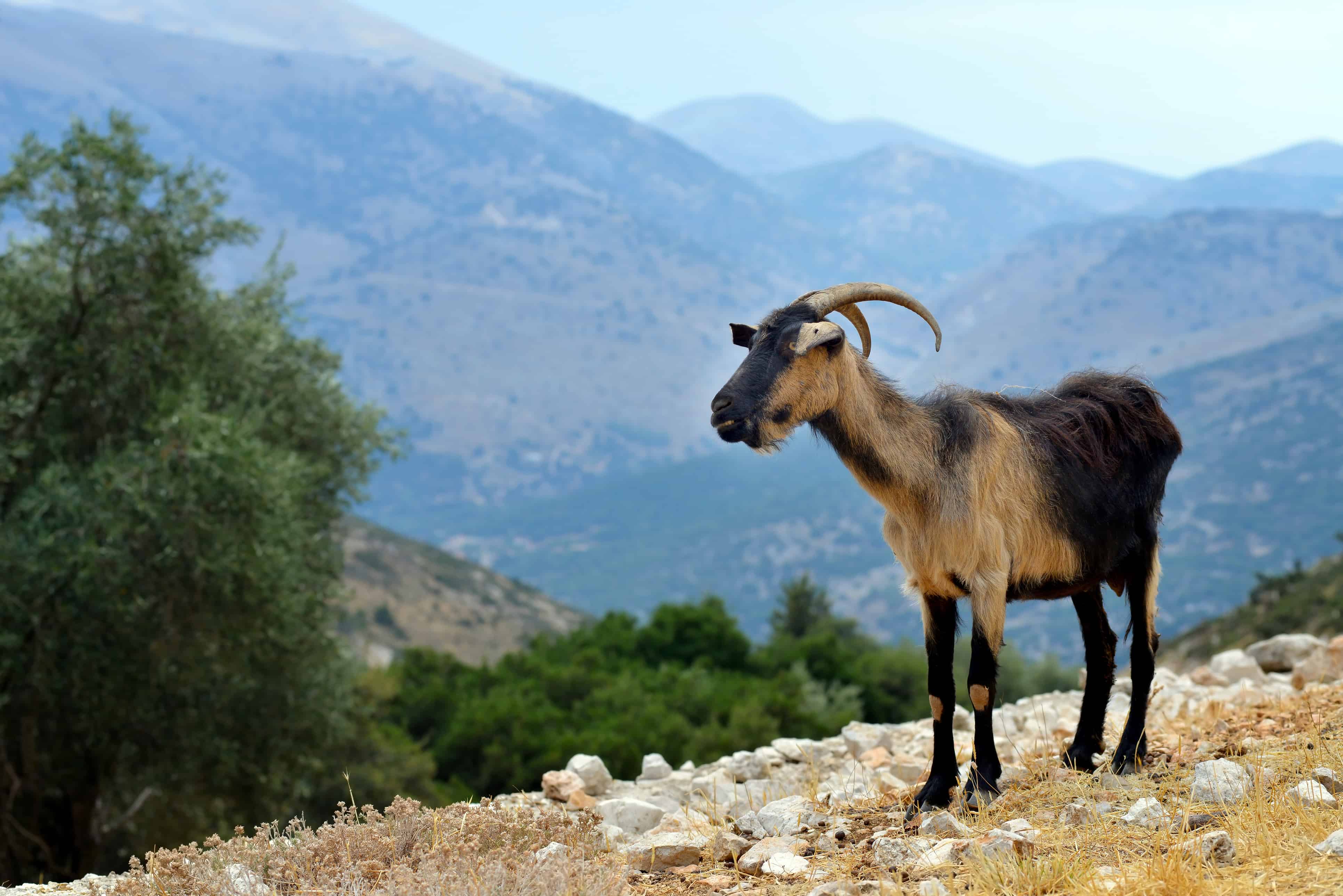 geit kefalonia griekenland Geit op Kefalonia in Griekenland