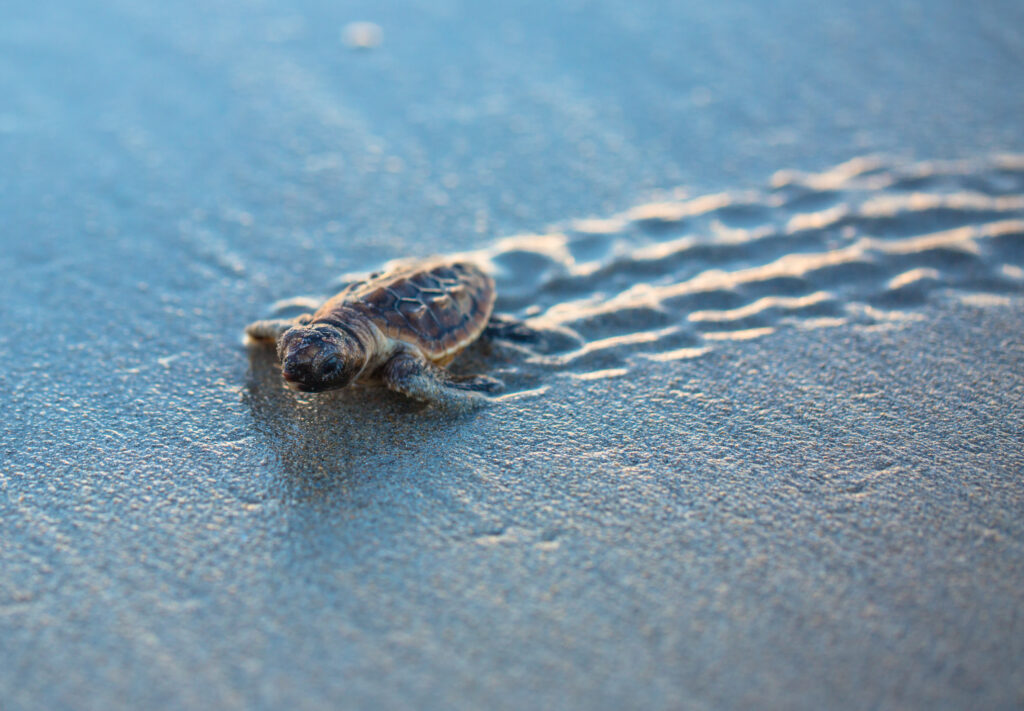 caretta caretta schildpad Caretta Caretta schildpad op het strand