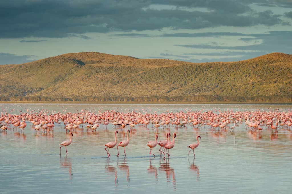 flamingo s nakurumeer kenia Flamingo's in Nakurumeer, Kenia