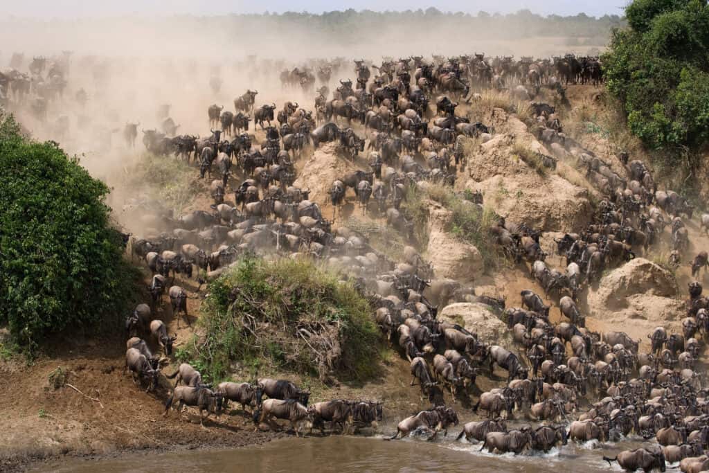 grote kudde gnoes trekt door mara rivier natuurreservaat masai mara kenia Grote kudde gnoes trekt door de Mara rivier in Natuurreservaat Masai Mara, Kenia