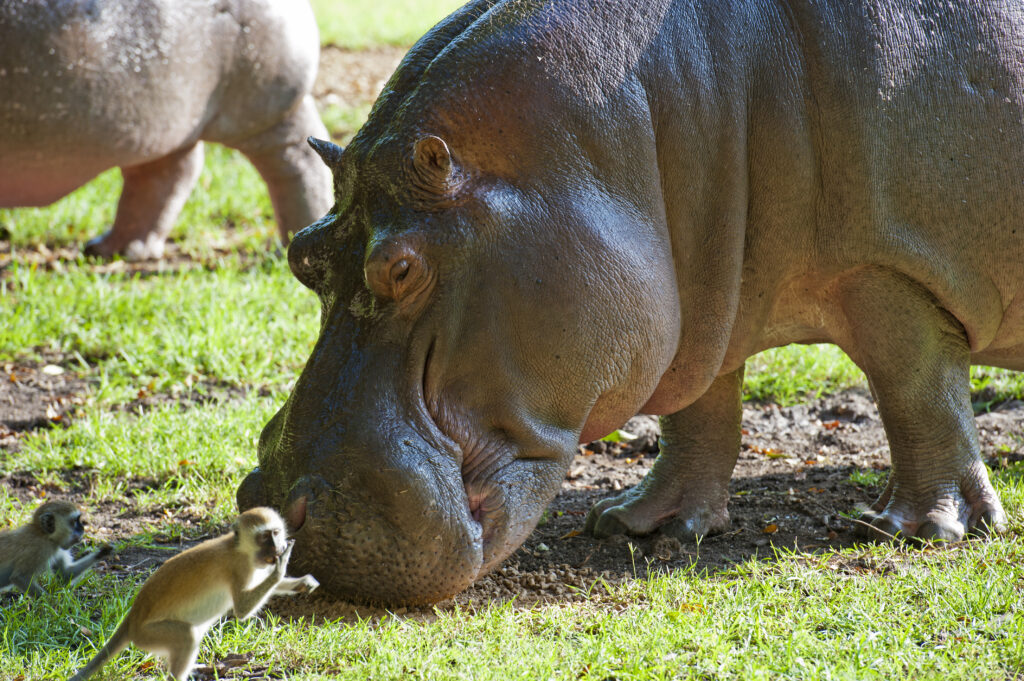 nijlpaard kleine aap haller park kenia Nijlpaard en een kleine aap in Haller Park, Kenia