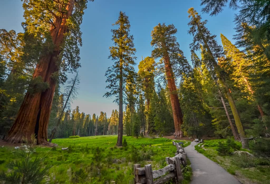 gigantische bomen sequoia national park Gigantische bomen in Sequoia National Park