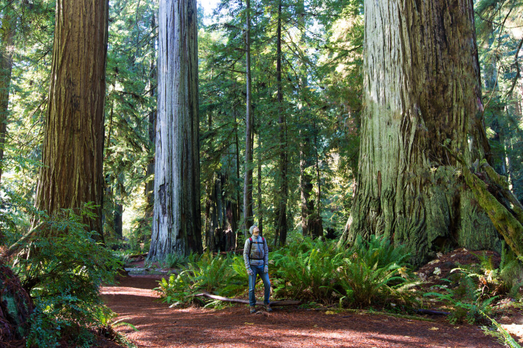 man naast sequoia boom redwood national park Man naast een sequoia boom in Redwood National Park