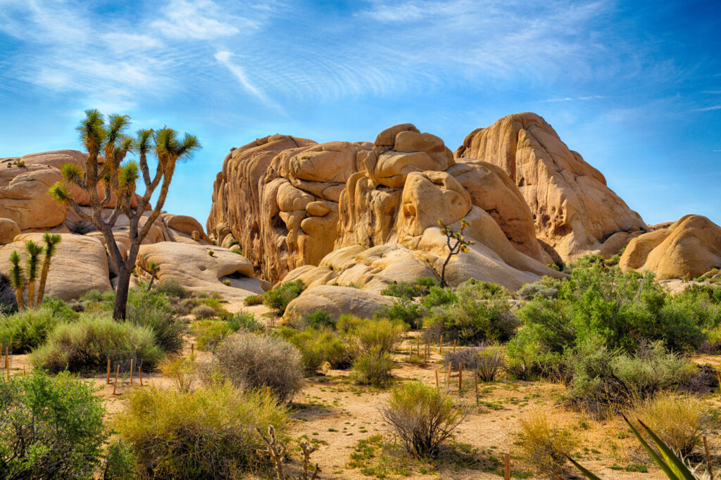 uitzicht rotsen joshua tree national park Uitzicht op rotsen in Joshua Tree National Park