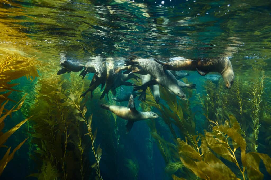 zeeleeuwen onder water channel islands national park Zeeleeuwen onder water in Channel Islands National Park