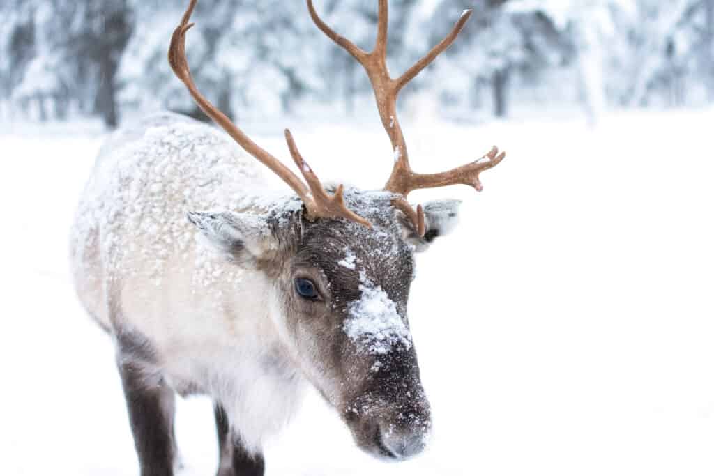 rendier lapland Rendier in Lapland