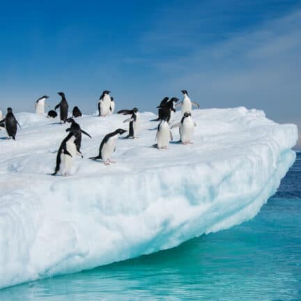 Pinguïns op een ijsschots op Antarctica